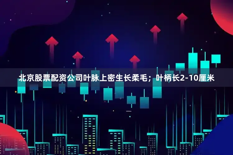 北京股票配资公司叶脉上密生长柔毛；叶柄长2-10厘米